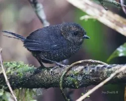 Scytalopus argentifrons