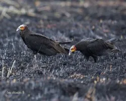Cathartes burrovianus