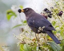 Turdus nigrescens