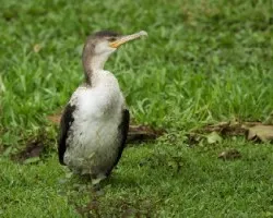 Phalacrocorax brasilianus