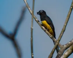 Trogon melanocephalus