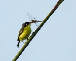 Todirostrum cinereum