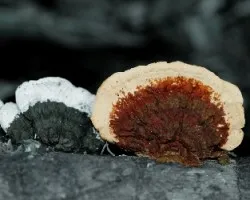 Ganoderma applanatum