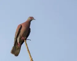 Patagioenas cayennensis