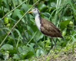 Jacana spinosa