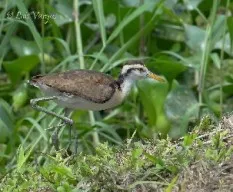 Jacana spinosa