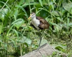 Jacana spinosa