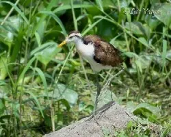 Jacana spinosa