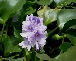  Eichhornia crassipes