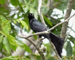 Quiscalus nicaraguensis