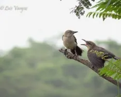 Quiscalus nicaraguensis