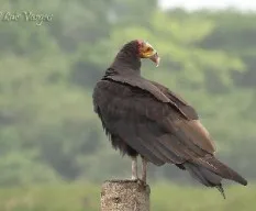 Cathartes burrovianus