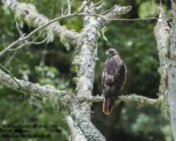 Buteo jamaicensis