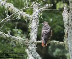 Buteo jamaicensis
