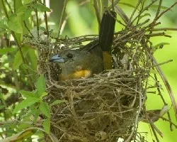 Ramphocelus passerinii