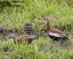 Dendrocygna autumnalis