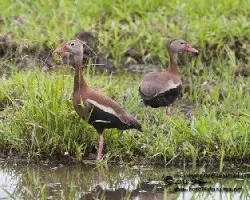 Dendrocygna autumnalis