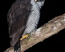 Ciccaba nigrolineata