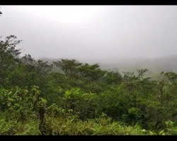 Viene la neblina iii