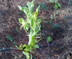 Habenaria aff. filifera