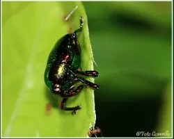 Eurhinus magnificus gyllenha 