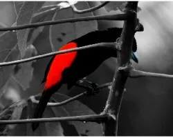 Ramphocelus passerinii