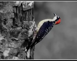 Melanerpes pucherani