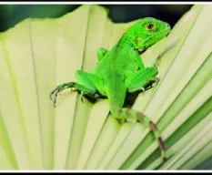 Iguana