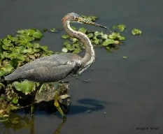 Egretta tricolor