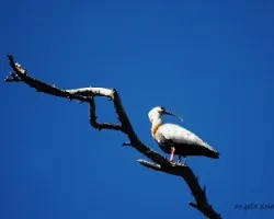 Theristicus caudatus