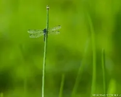 Libélula 