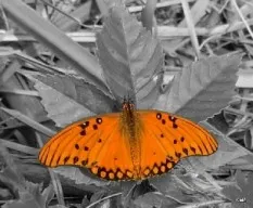 Agraulis vanillae maculosa