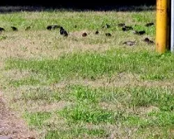 Molotrus bonariensis