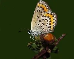 Aricia cramera