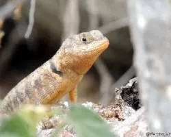 Lagarto