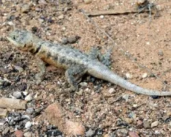 Lagarto
