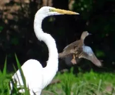 Ardea alba