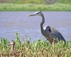 Ardea herodias
