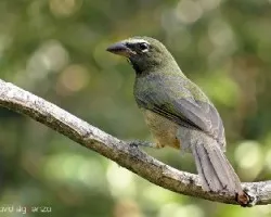Saltator coerulescens