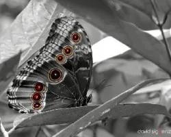 Morpho b&w