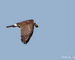 Rostrhamus sociabilis