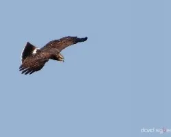 Rostrhamus sociabilis