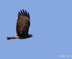 Rostrhamus sociabilis