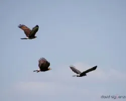 Rostrhamus sociabilis