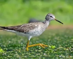 Tringa flavipes