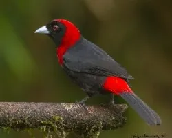 Ramphocelus sanguinolentus