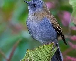 Catharus gracilirostris