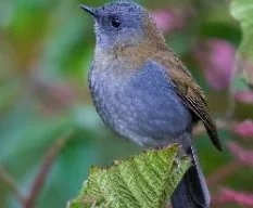 Catharus gracilirostris