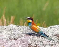 Merops apiaster