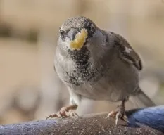 Passer domesticus